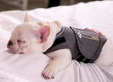 Dog Thunder Shirt Anxiety Grey
