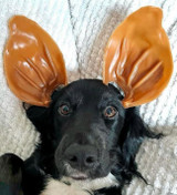  Easter at The Proud Pet Store: Keeping Pets Safe, Happy & Spoiled This Long Weekend 