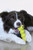 Dog Toy - Laroo - Chewy Dental Treat Bone