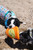 Dog Toy-Sonic Frisbee