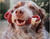 Maks Patch - Veggie Dog Treats - Veggie Knot Bone