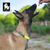 Dog Collar - Bio Thane Reflective Waterproof