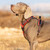 Dog Harness - TrueLove No-Pull Harness - Basic Colour