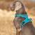 Dog Harness - TrueLove No-Pull Harness - Basic Colour