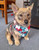 Dog Harness - TrueLove No-Pull Harness - 2 Colour