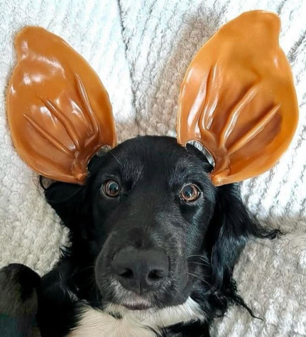  Easter at The Proud Pet Store: Keeping Pets Safe, Happy & Spoiled This Long Weekend 