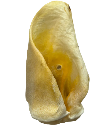 Beef Ear – Natural, high-protein chew that supports dental health and keeps your dog happily occupied.