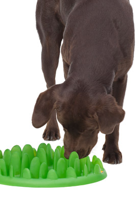 Bowl - Slow Feeder - Green