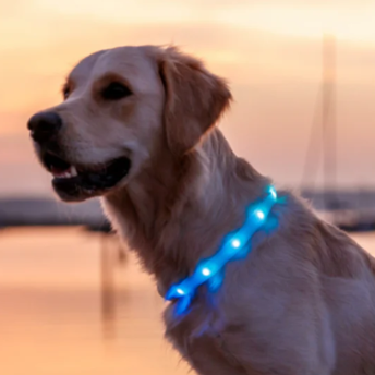 Dog Collar - LED 