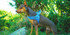 Dog Harness - TrueLove AirBreeze Quick-Dry Mesh Harness