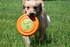 Dog Toy - Laroo - Sonic Frisbee