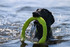 Dog Toy - Laroo - Dura Ring