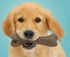 Nosh Bone Pup - Flexi Chew