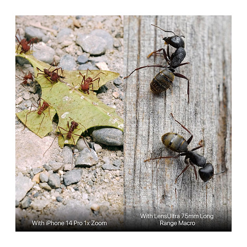 Shiftcam Lens 75mm Macro