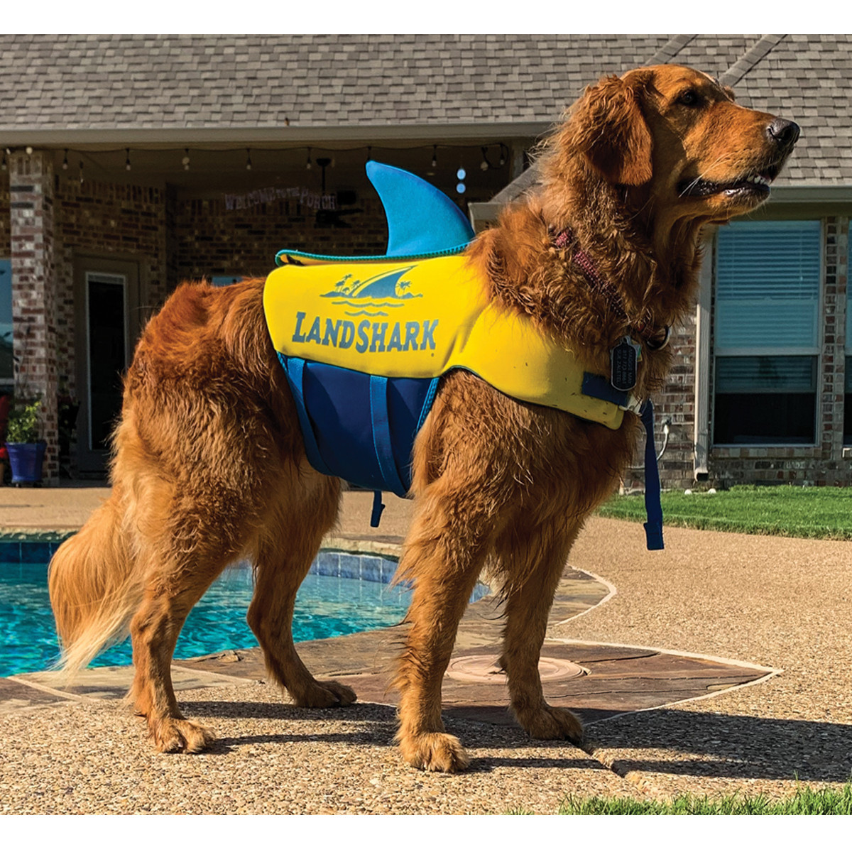 LandShark Dog Neo Vest at RIDE THE WAVE