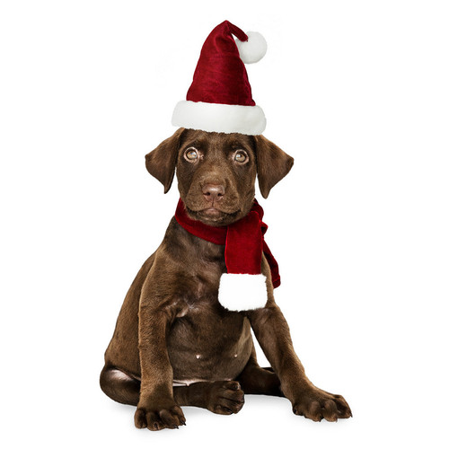 (Product 57) Sample - Pet Accessories For Sale
