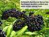 Sambucus Elderberry Fruit Syrup Sambucus Elderberry Fruit Syrup