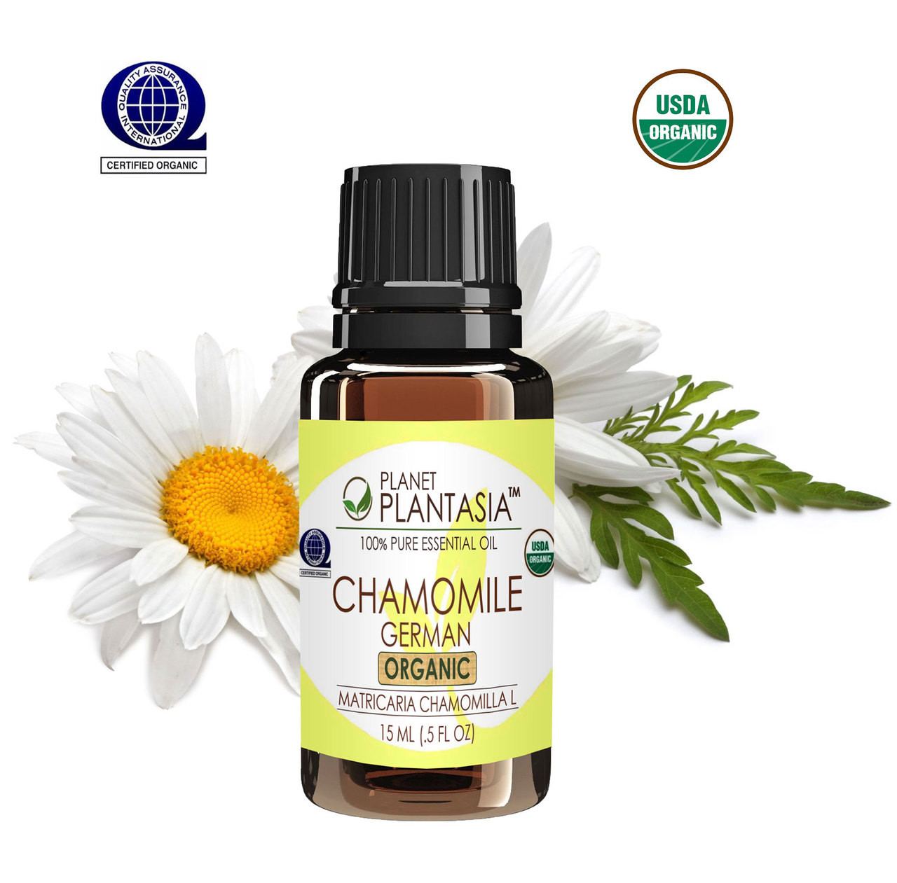 Roman Chamomile Essential Oil· 100% Pure & Natural Therapeutic Grade · 1oz  Glass 
