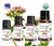 Marjoram Organic Essential Oil 100% Pure and Natural Therapeutic Grade Aromatherapy