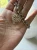 Silver Tone With Rhinestone Pendant Bracelet