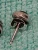 925 Sterling Silver Stud Earrings Featuring Round Purple Amethyst