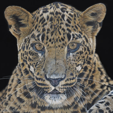 Conscience - Sri Lankan Leopard