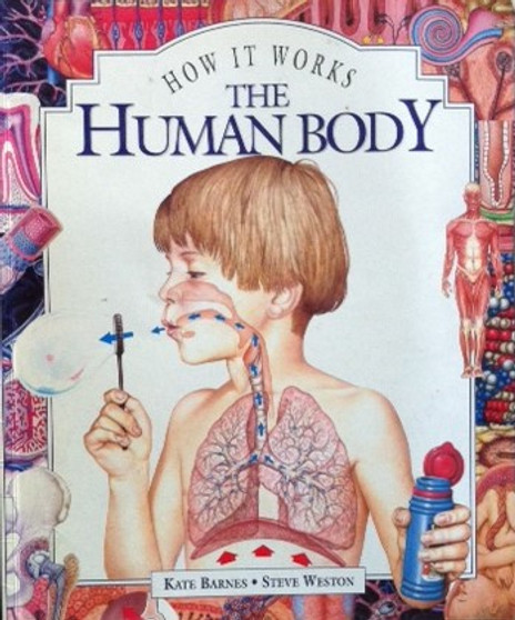 The Human Body (ID13583)