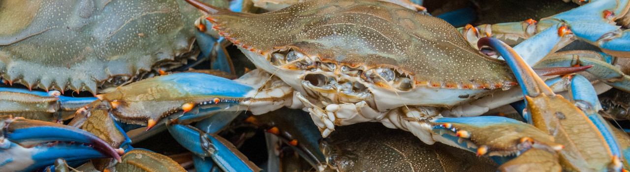 Seafood - Louisiana Blue Crab - Live Blue Crab - Louisiana Crawfish Company