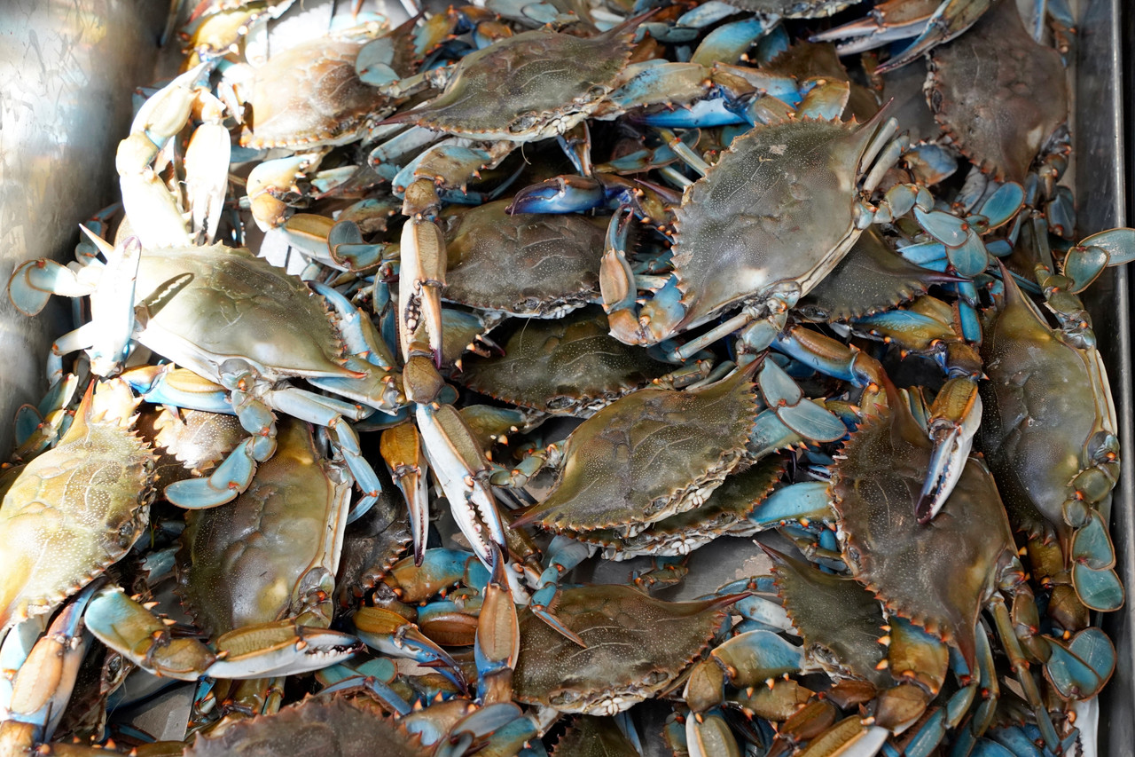 Blue Crab for Sale  Louisiana Crawfish Company