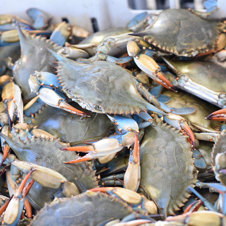 Select LIVE Louisiana Blue Crab