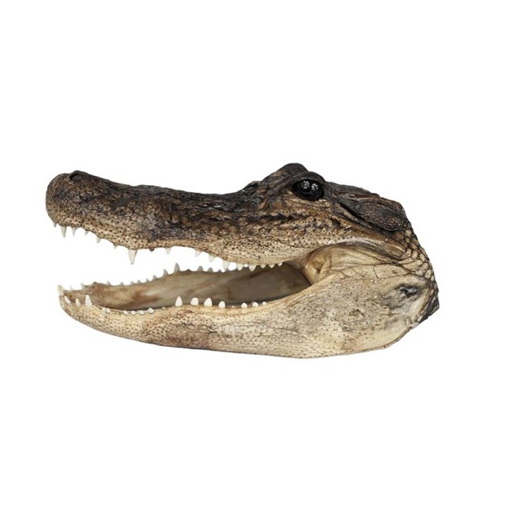 Cocodri - Genuine Louisiana Alligator