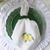 Lemon Branch Napkin Set of 4