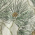 Pine Cone Hill Vintage Pine Boughs Natural Sham fabric swatch