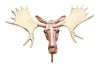 copper moose head 