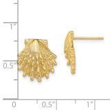 14K Lion's Paw Shell Post Earrings - TE-52C550AA-2870