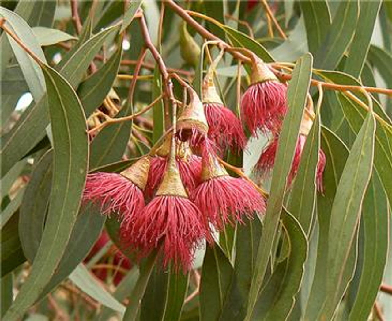 Eucalyptus leucoxylon subsp. megalocarpa - Eucalyptus leucoxylon 'Rosea',  Large-fruited Yellow Gum, Red Flowering Yellow Gu - Quinta dos Ouriques