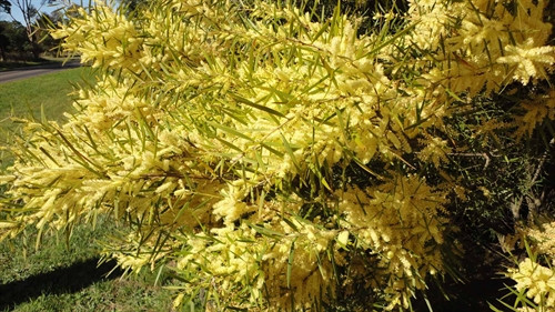 Acacia floribunda