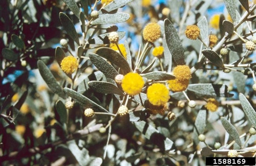 Acacia notabilis
