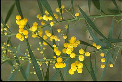 Acacia retinodes