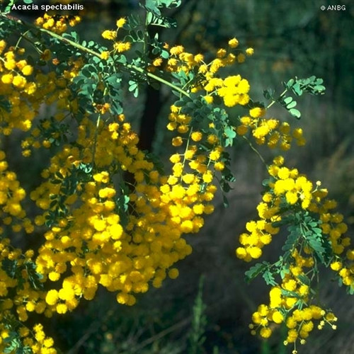 Acacia spectabilis