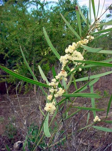 Acacia suaveolens