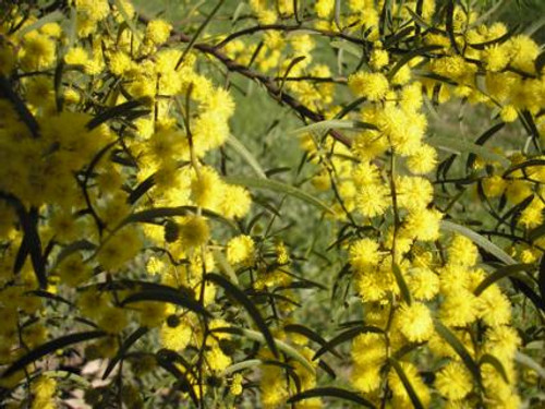 Acacia verniciflua