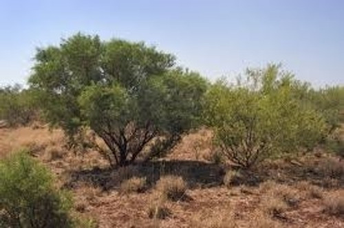 Acacia victoriae
