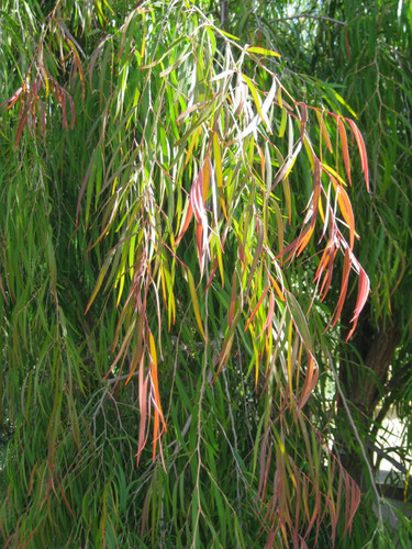Agonis flexuosa