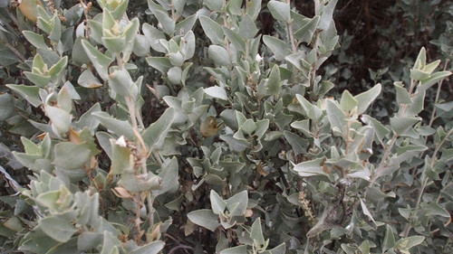 Atriplex nummularia