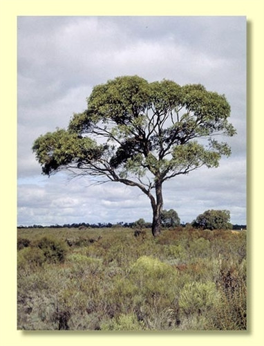 Eucalyptus aromaphloia