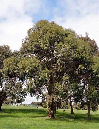 Eucalyptus botryoides