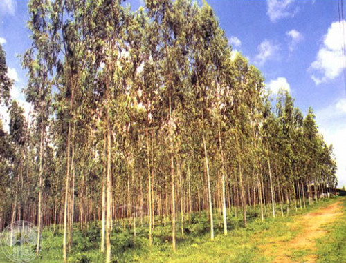 Eucalyptus camaldulensis CSIRO
