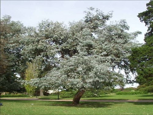 Eucalyptus cinerea