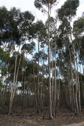 Eucalyptus cladocalyx Eucalyptus cladocalyx